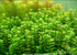 Rotala Indica - Live Aquarium Plant from Canton Aquatics
