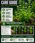 Bacopa Moneywort Live Aquarium Plant 3 Pack Potted Freshwater Fish Tank Bundle from Canton Aquatics