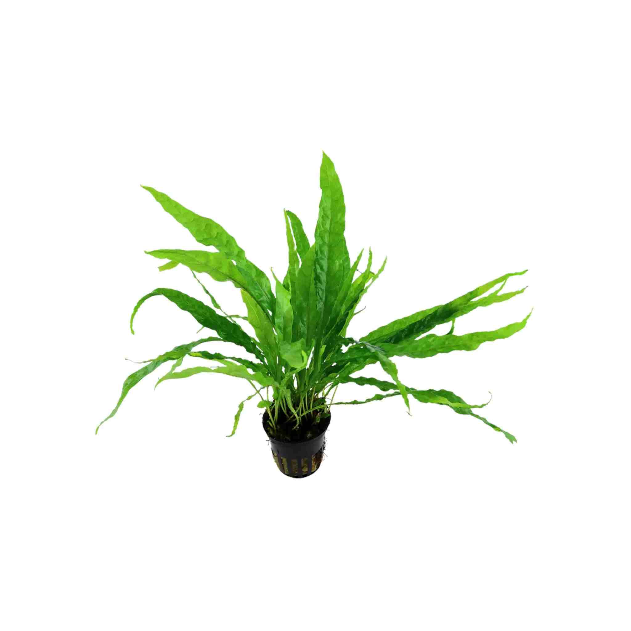 Java Fern Microsorum Pteropus – Live Freshwater Aquarium Plant (Bare Root)