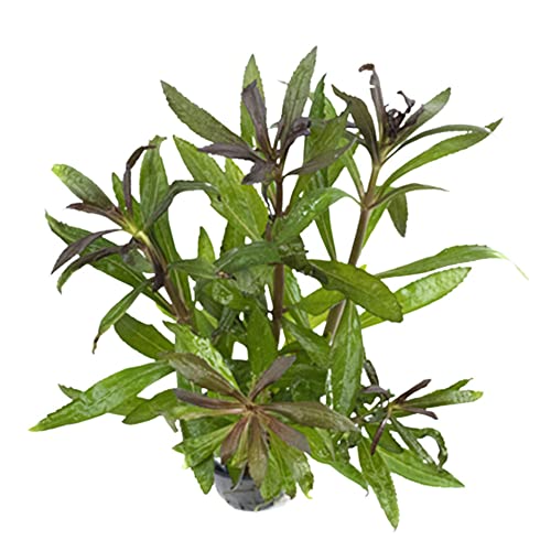 CANTON AQUATICS Stellatus Broadleaf (in 2" Pot)