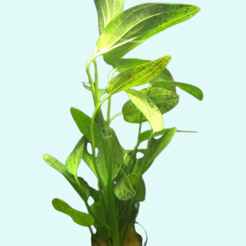 Amazon Sword Green Ozelot (Echinodorus)