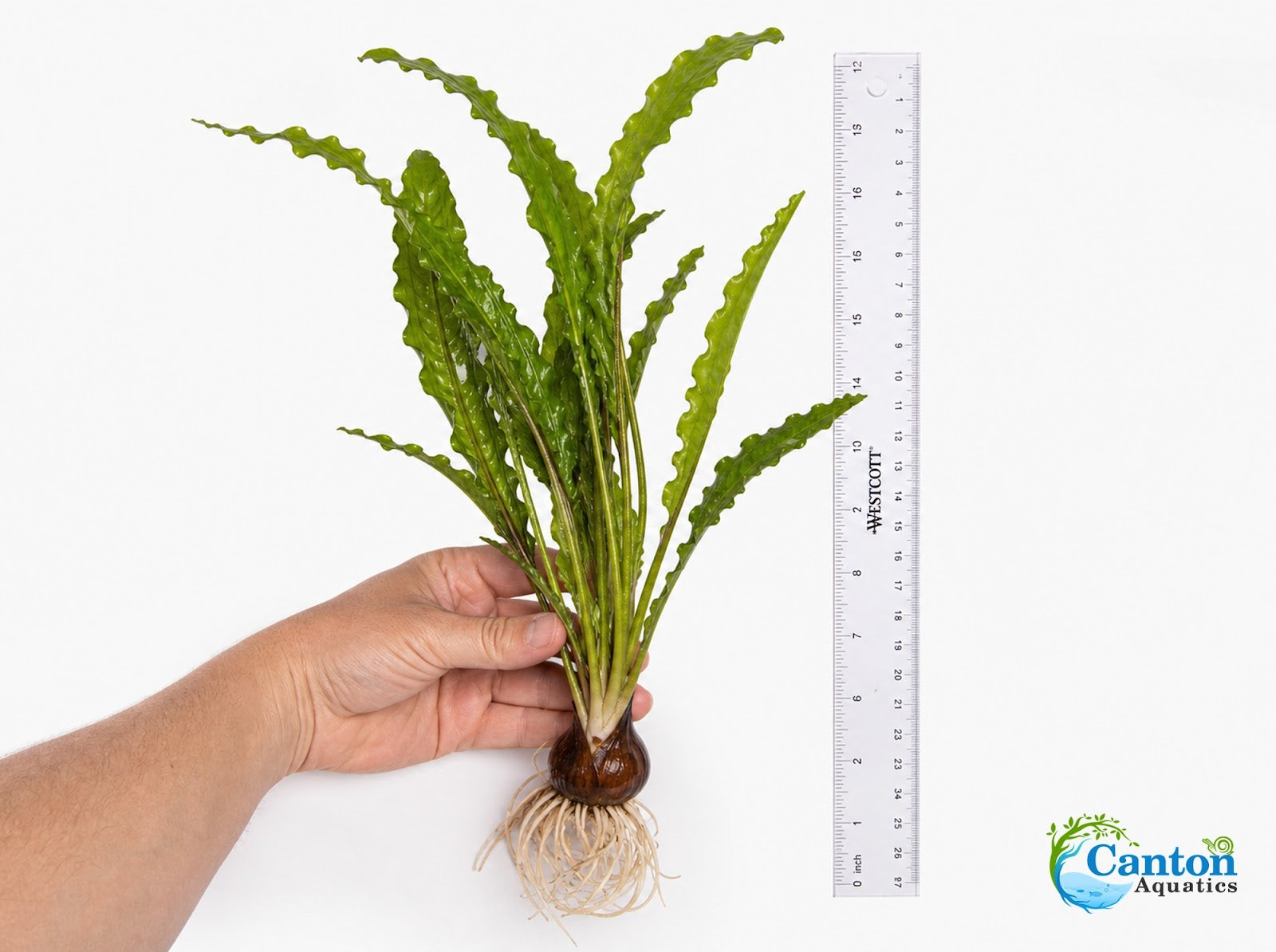 Aponogeton Longiplumulosus leaves showing ruffled texture and natural form