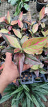 Aglaonema Red Vein Rooted Starter Plant
