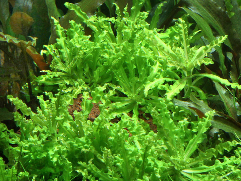 Pogostemon Helferi close-up detail