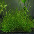 5 Java Moss Portions Live Aquarium Plant Taxiphyllum Barbieri BUY 2 GET 1 FREE