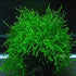 5 Java Moss Portions Live Aquarium Plant Taxiphyllum Barbieri BUY 2 GET 1 FREE