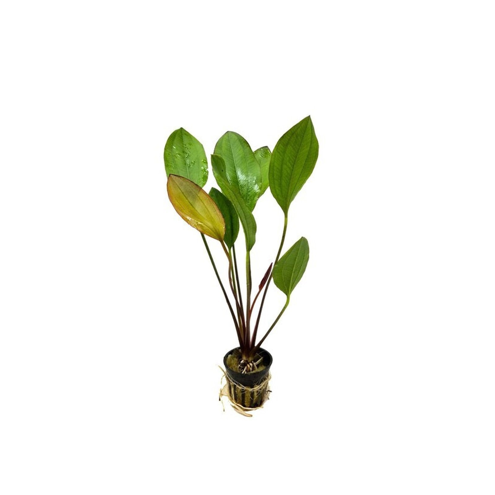Amazon Sword Echinodorus Red Melon - Live Aquarium Plant