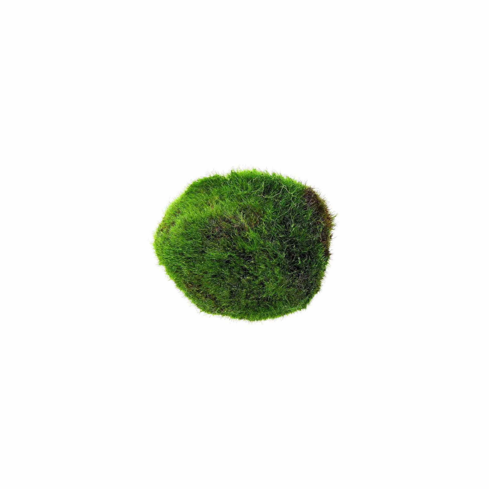Marimo Moss Ball Aegagropila Linnaei