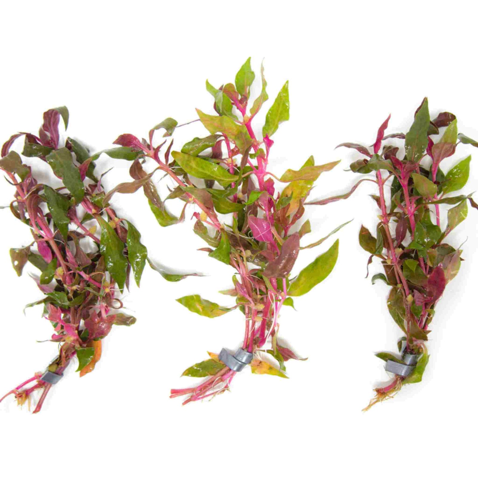 Scarlet Temple (Alternanthera Reineckii)