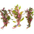 Scarlet Temple (Alternanthera Reineckii)