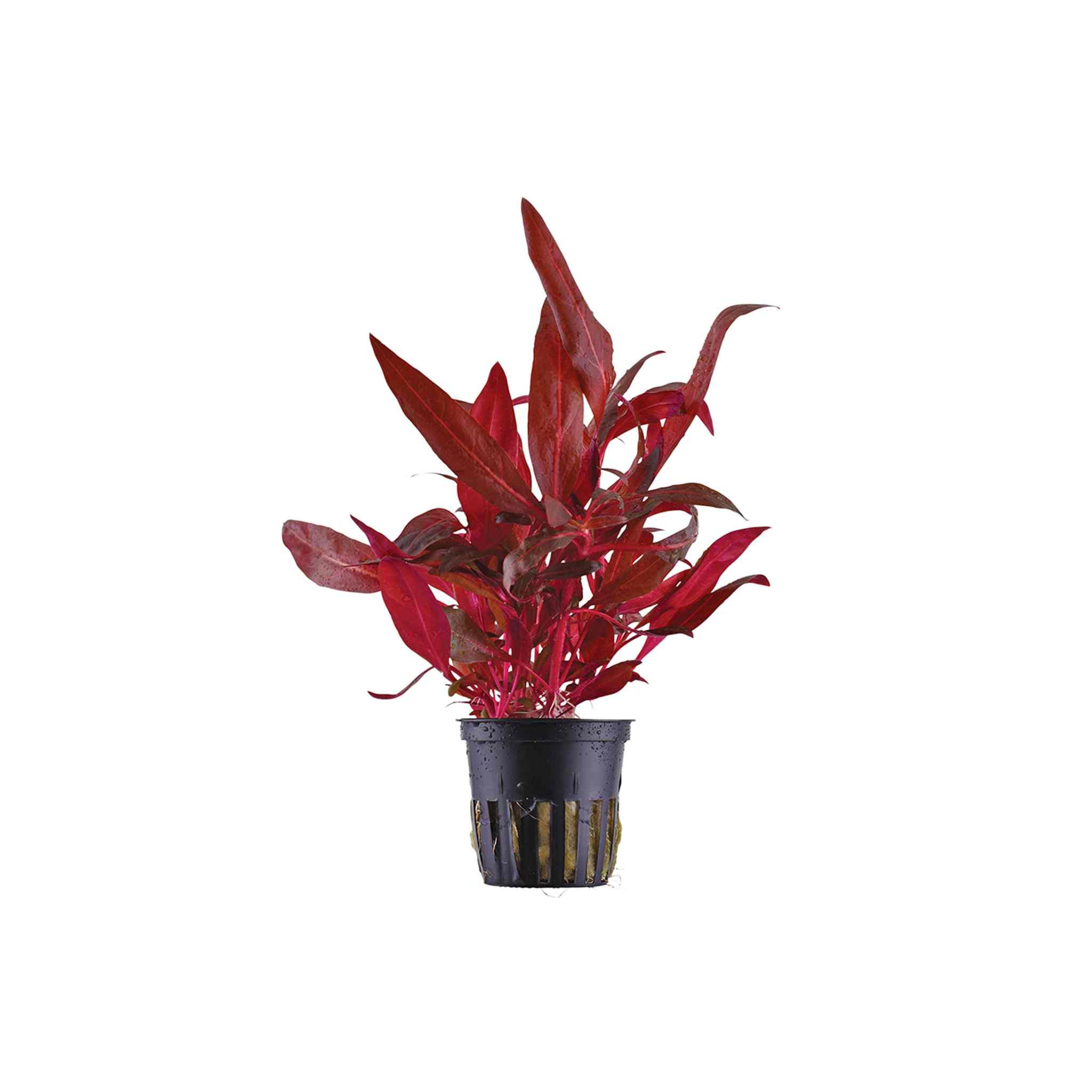 Alternanthera Rosanervig "Fire Temple"