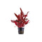 Alternanthera Rosanervig "Fire Temple"