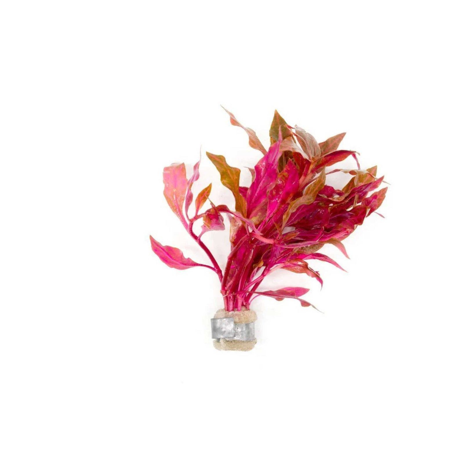 Alternanthera Rosanervig 
