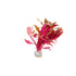 Alternanthera Rosanervig "Fire Temple"