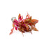 Alternanthera Rosanervig "Fire Temple"