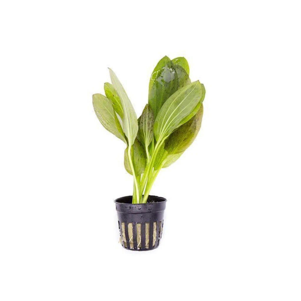 Amazon Sword Echinodorus Green Ozelot, USA plants.