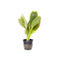 Amazon Sword Echinodorus Green Ozelot, USA plants.
