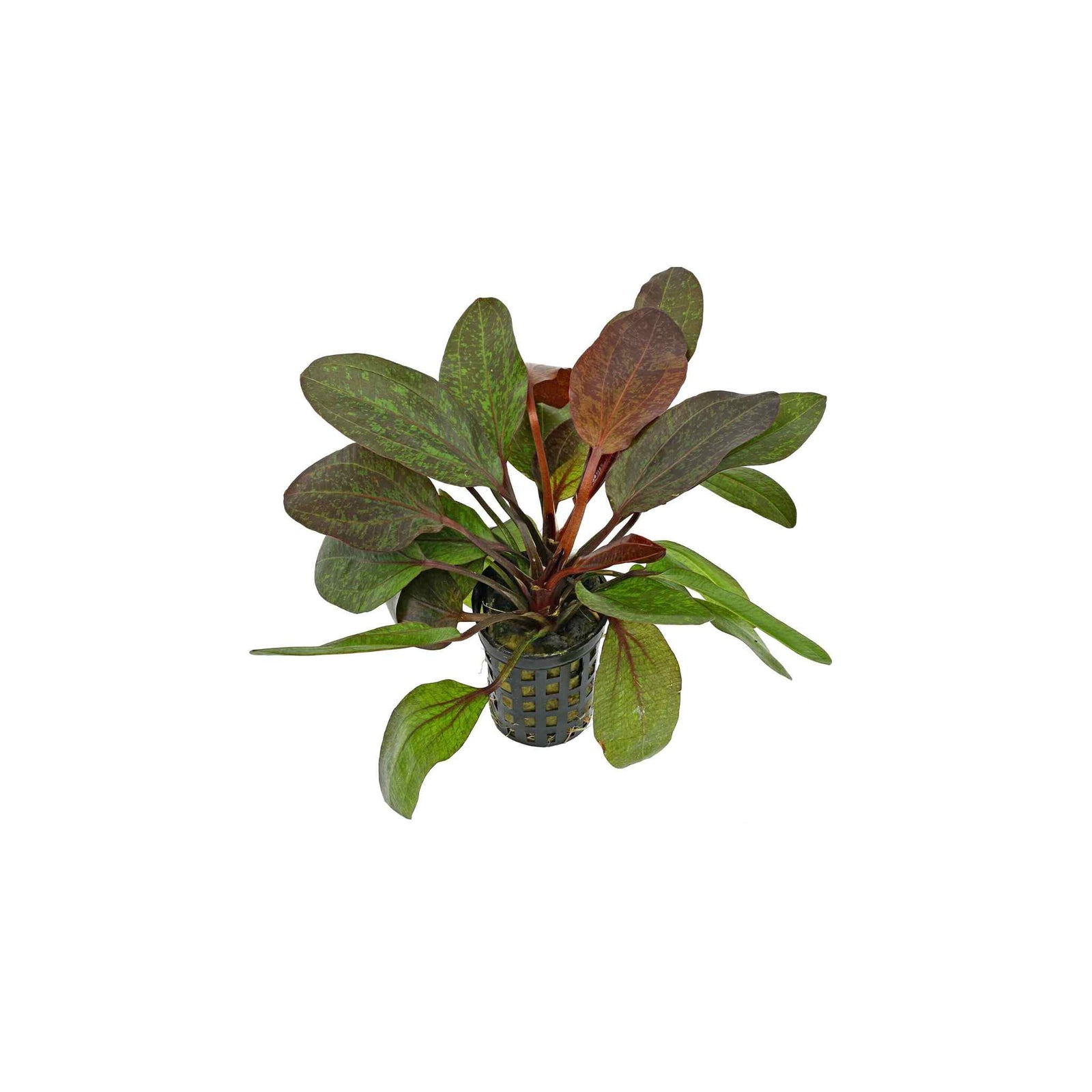 Amazon Sword Echinodorus Red Flame