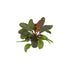 Amazon Sword Echinodorus Red Flame