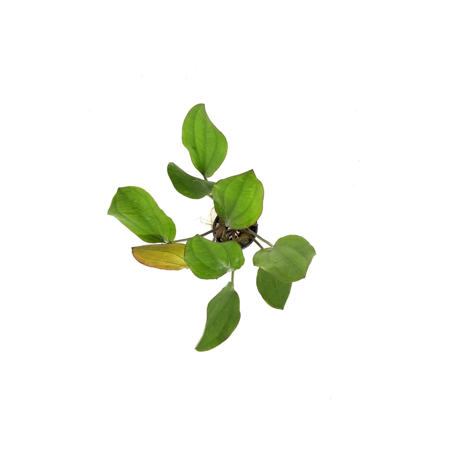 Amazon Sword Echinodorus Red Melon