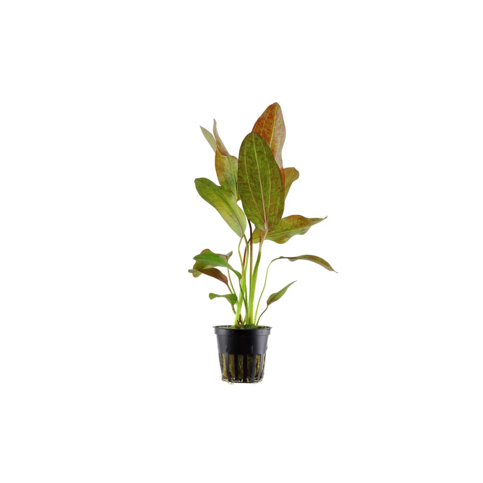 Amazon Sword Echinodorus Ozelot Red