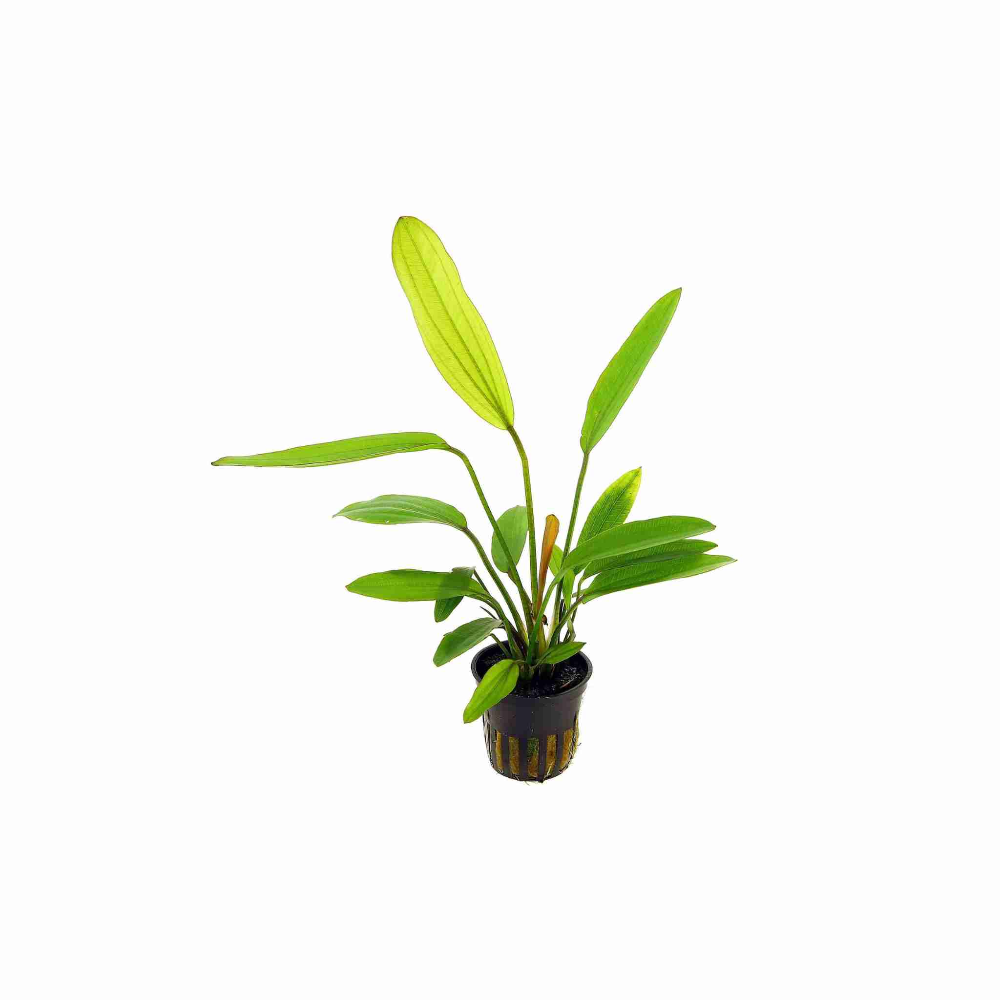 Amazon Sword Echinodorus Red Rose
