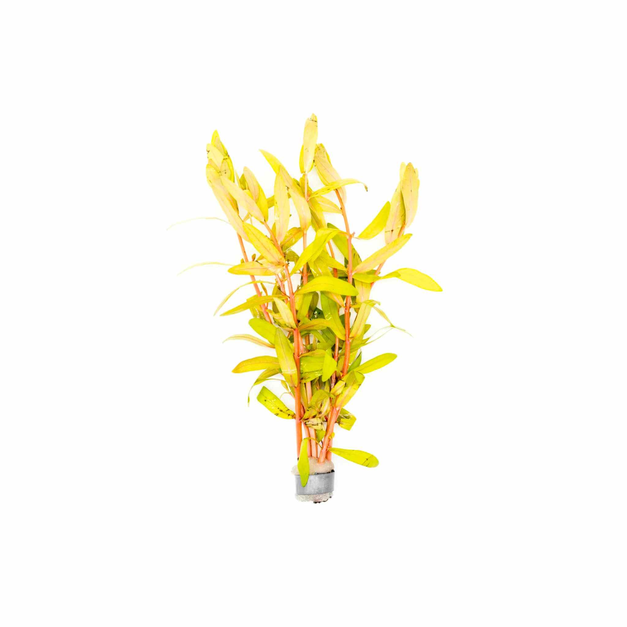 An aquatic plant called Nesaea pedicellata Golden with long stems USA