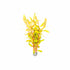 An aquatic plant called Nesaea pedicellata Golden with long stems USA