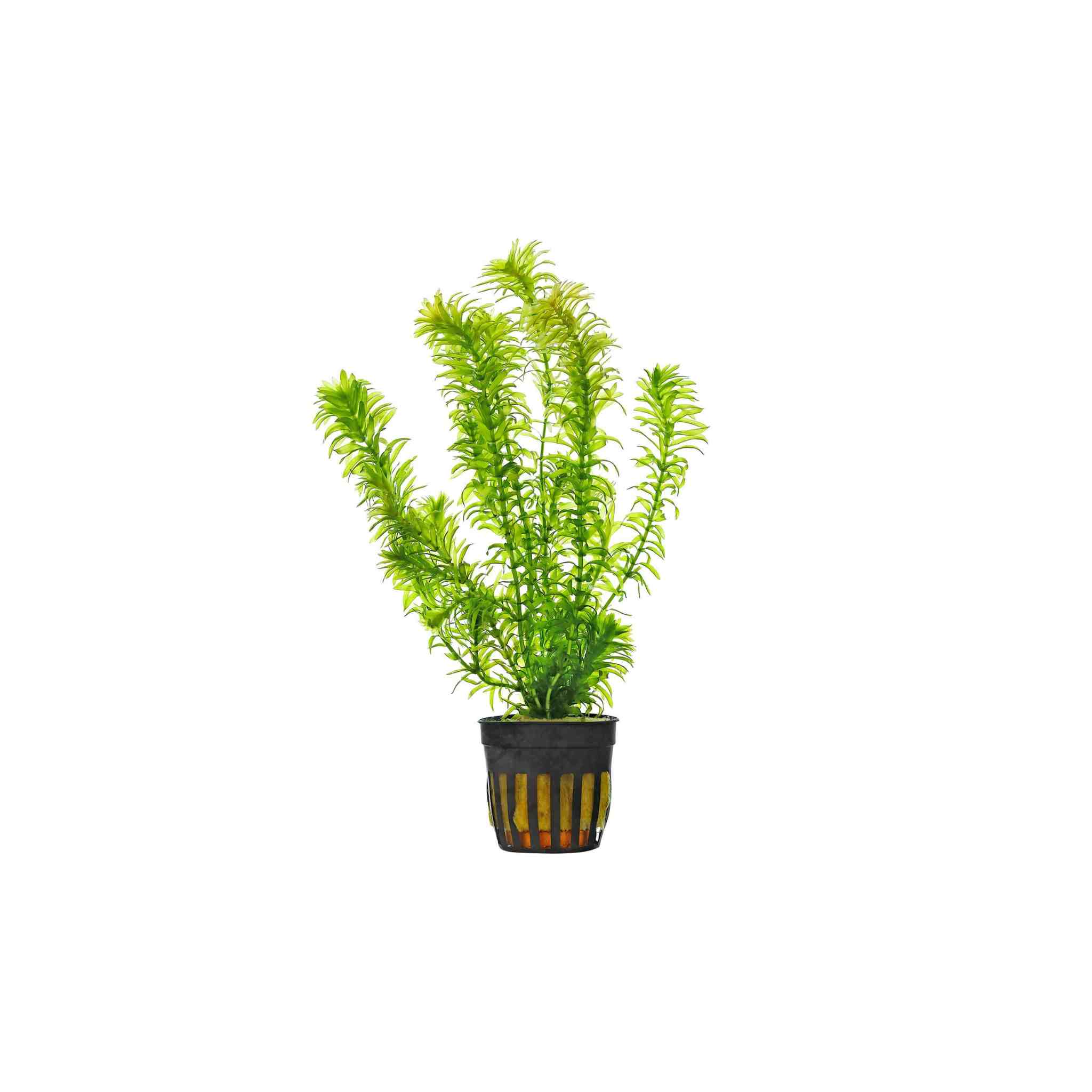 Anacharis Egeria Densa Bunch