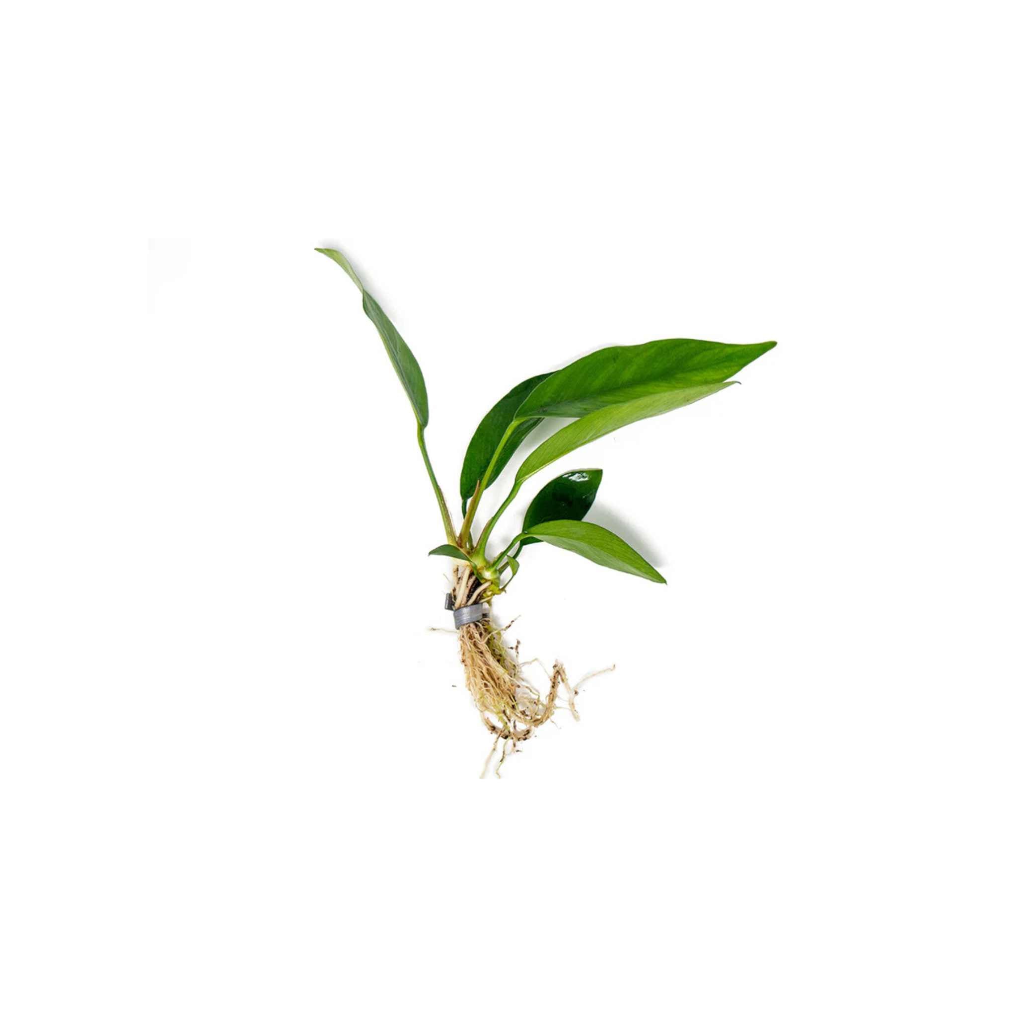 Anubias Nancon Bare Root