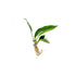 Anubias Nancon Bare Root
