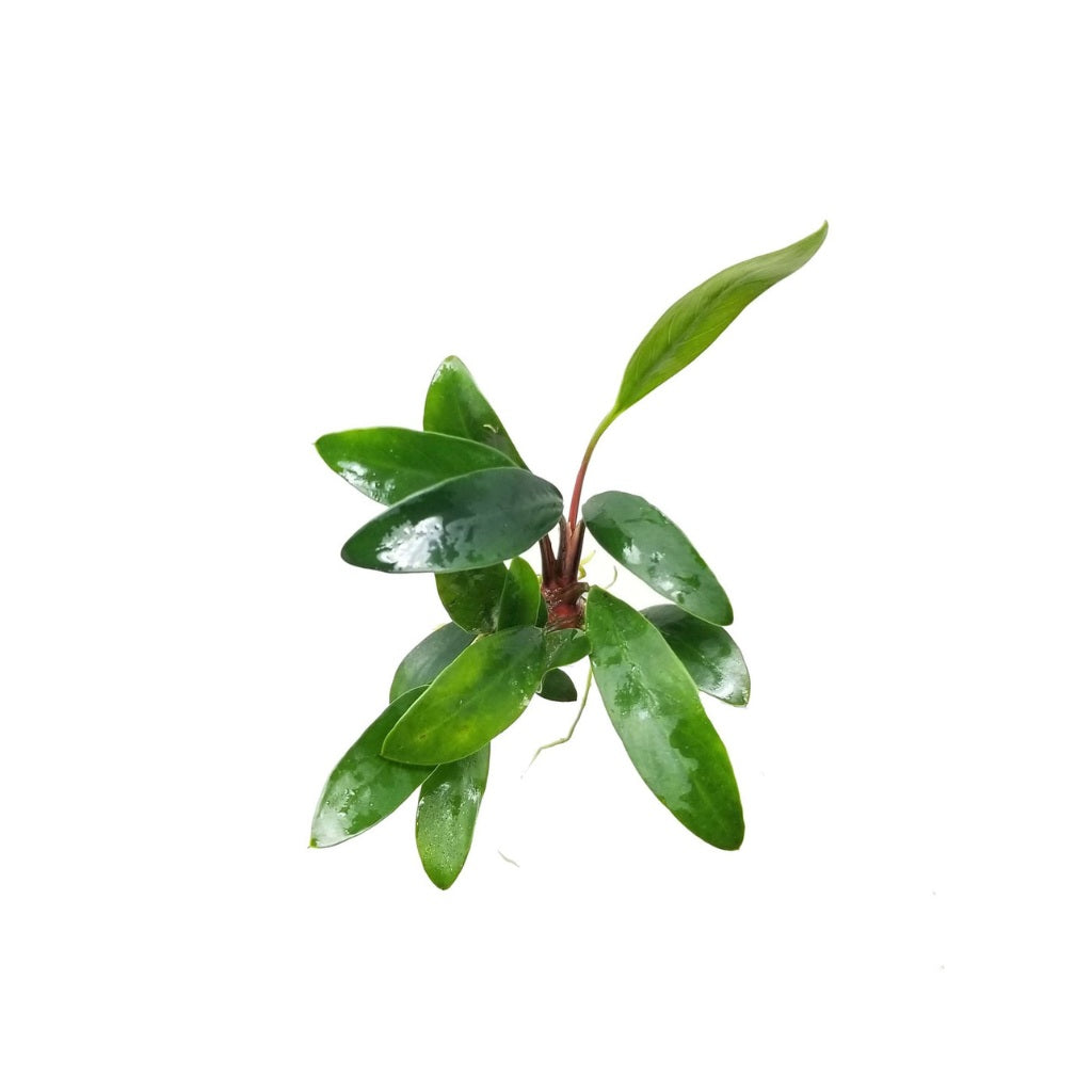 Anubias_Afzelii_plant_USA_grown_green_aquatic_leaves