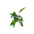 Anubias_Afzelii_plant_USA_grown_green_aquatic_leaves