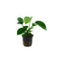 Anubias Barteri (Caladiifolia)