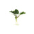 Anubias Barteri (Coffeefolia)