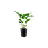 Anubias Barteri (Gracilis)