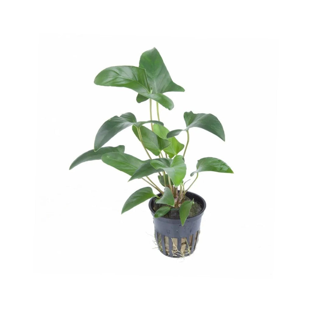 Anubias Barteri Gracilis, aquarium plant, USA