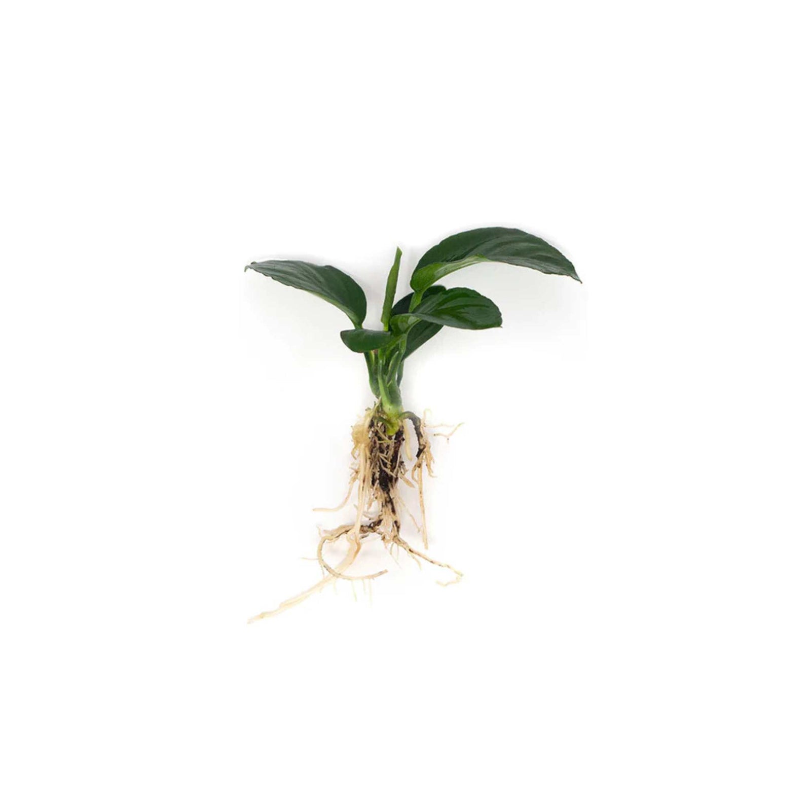 Anubias Barteri Bare Root
