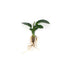 Anubias Barteri Bare Root