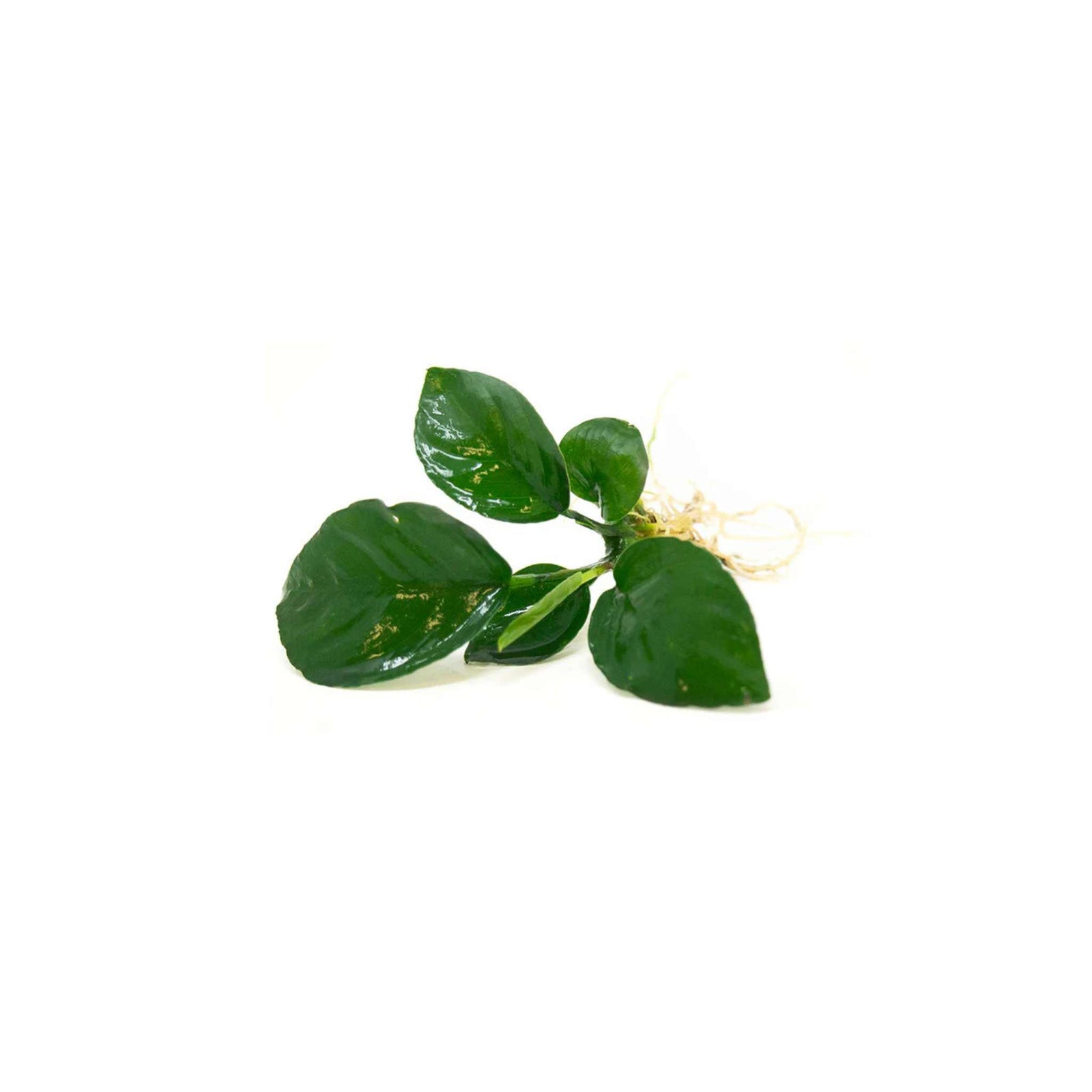 Anubias Barteri Bare Root