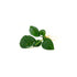 Anubias Barteri Bare Root
