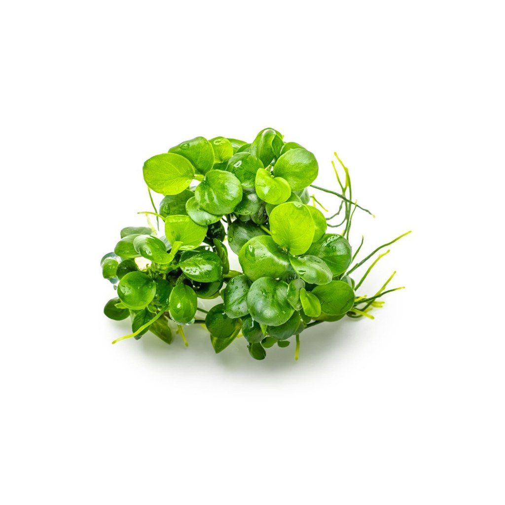 Anubias_Barteri_Mini_Coin_USA_grown_green_aquatic_leaves