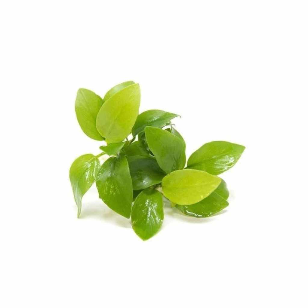 Anubias Barteri Nana Golden, aquarium plant, USA sale.