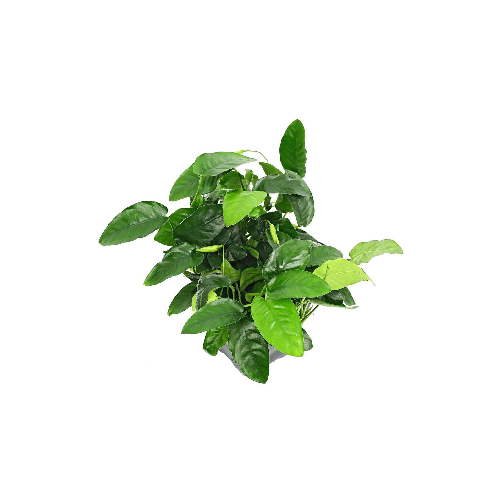 Anubias Barteri (Nana) Bare Root