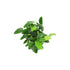 Anubias Barteri (Nana) Bare Root