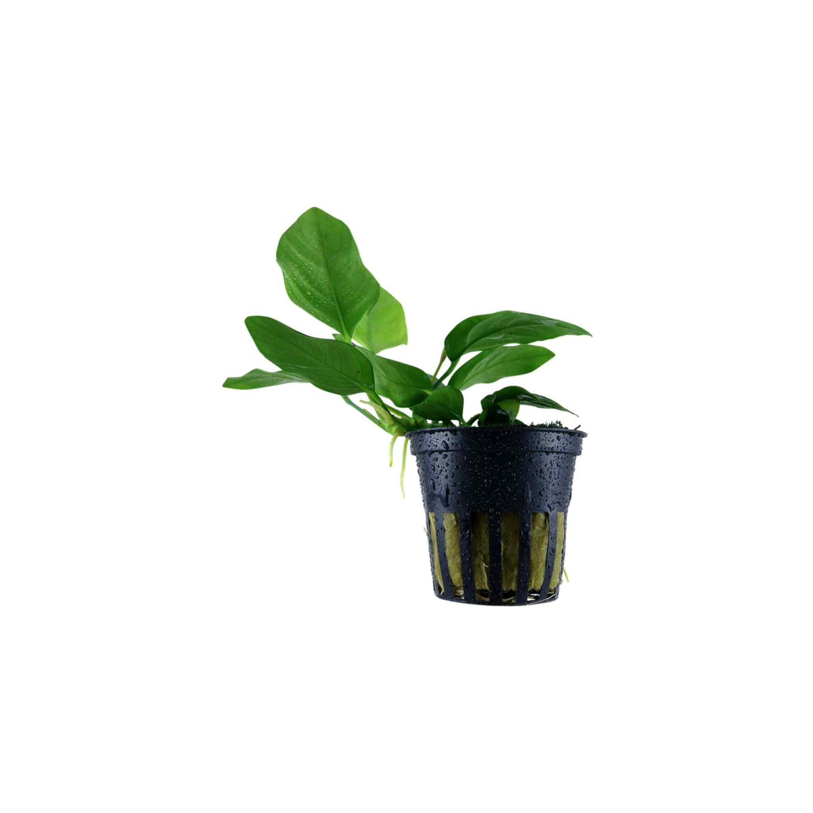 Anubias Barteri (Nana) Bare Root