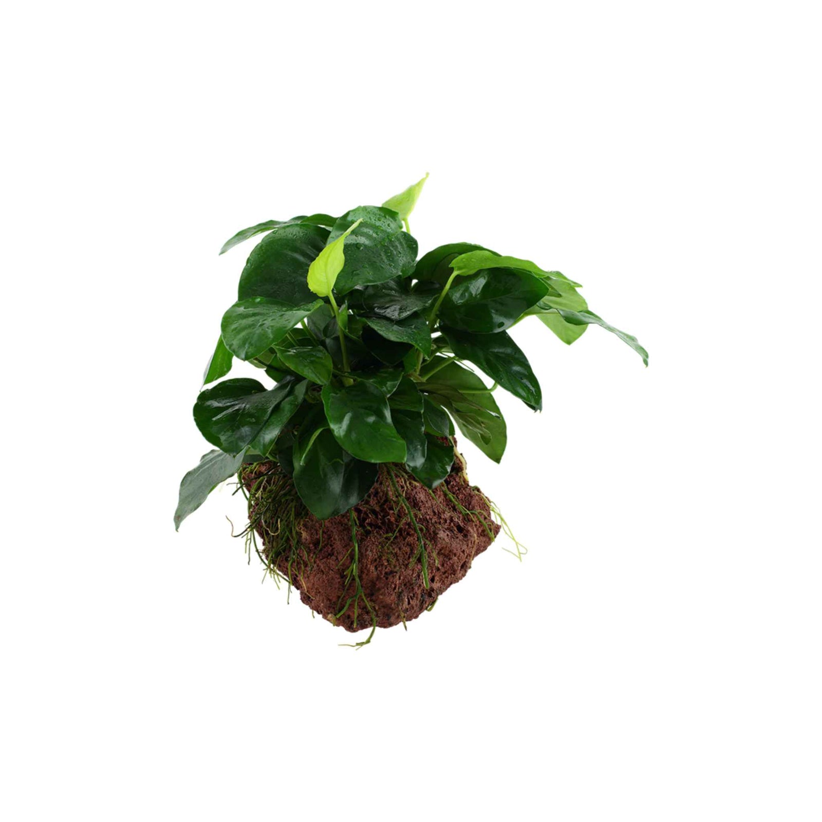 Anubias Barteri (Nana) On Lava Rock
