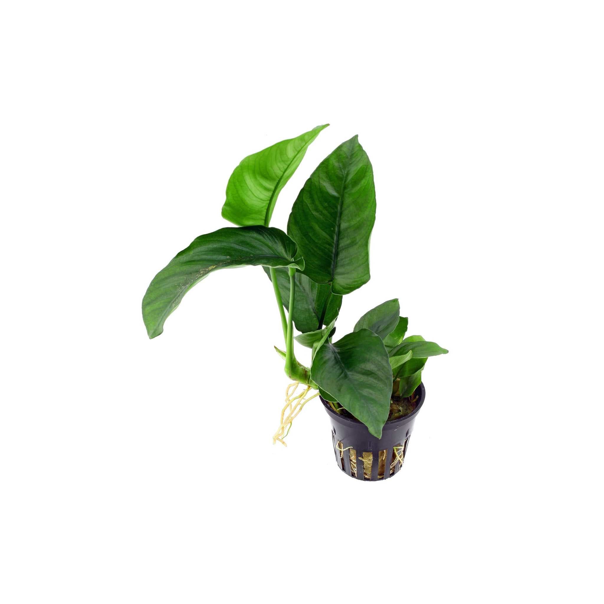 Anubias Barteri (Caladiifolia)