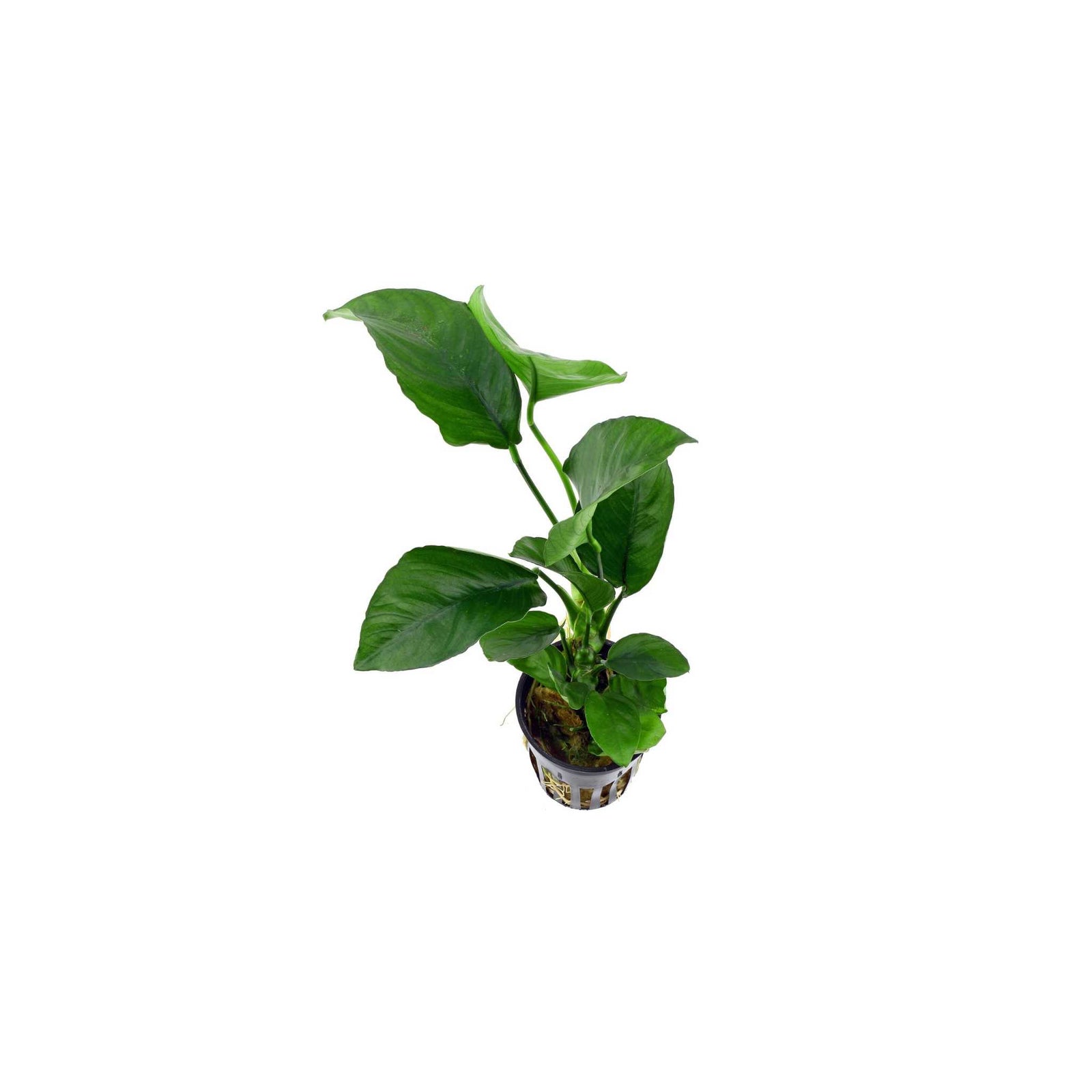 Anubias Barteri (Caladiifolia)