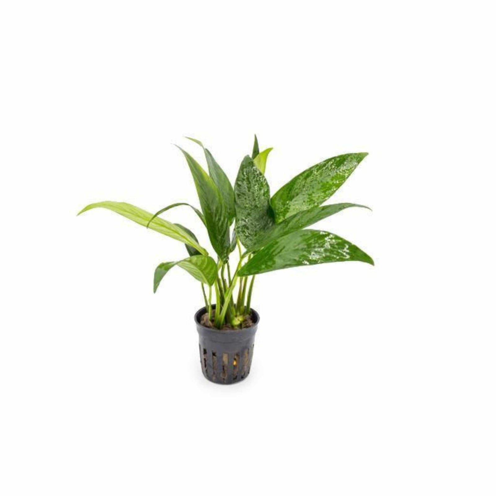 Anubias Congensis